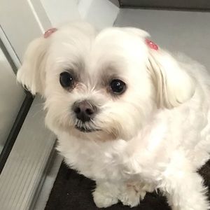 Meet your Posher, Sloan